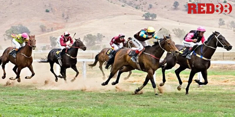 Cách tham gia cá cược kèo đua ngựa hôm nay