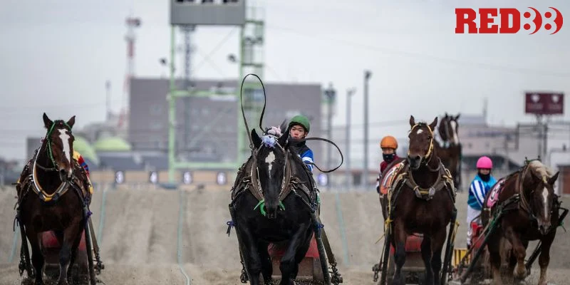 Luôn theo dõi thông tin kèo đua ngựa hôm nay trước trận đấu